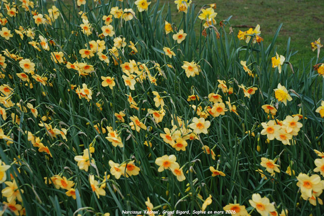 Narcissus 'Kedron'