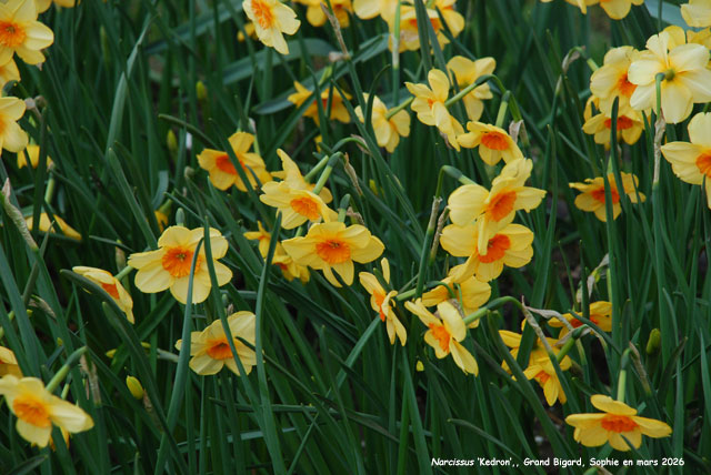 Narcissus 'Kedron'