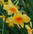 Narcissus 'Kedron'