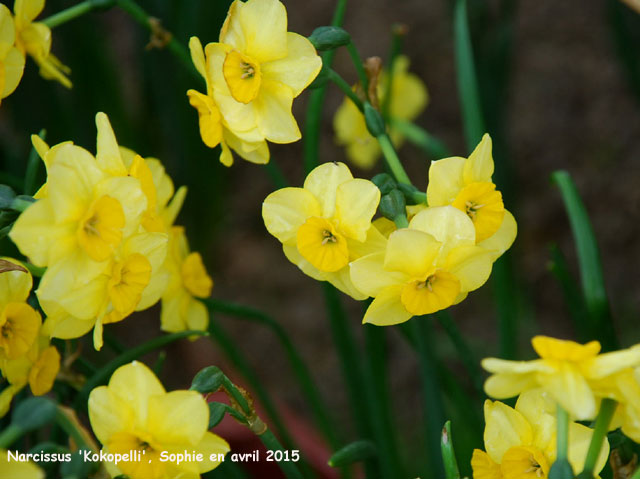 Narcissus 'Kokopelli'