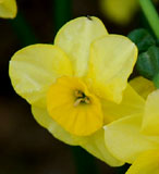 Narcissus 'Kokopelli'