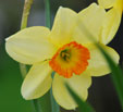 Narcissus 'La Belle'