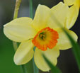 Narcissus 'Kokopelli'