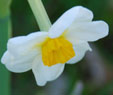 Narcissus 'Laurens Koster'