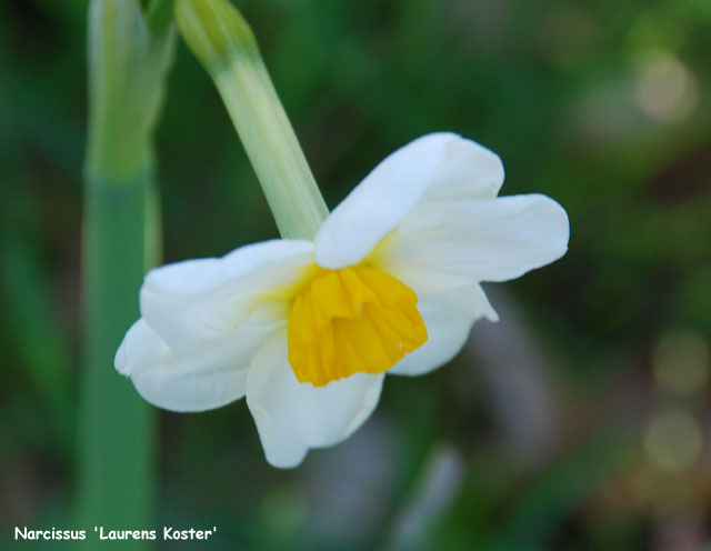 Narcissus 'Laurens Koster'