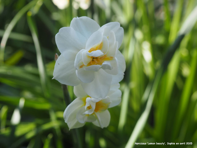 Narcissus 'Lemon Beauty'