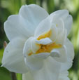 Narcissus 'Lemon Beauty'