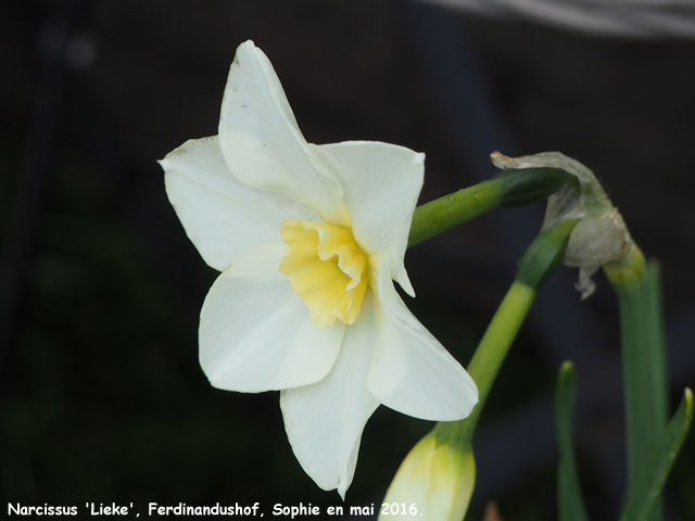 Narcissus 'Lieke'