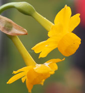 Narcissus 'Little Oliver'