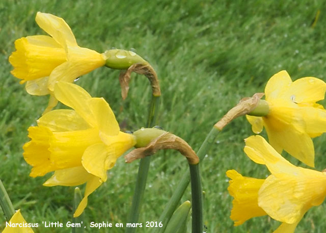 Narcissus 'Little Gem'