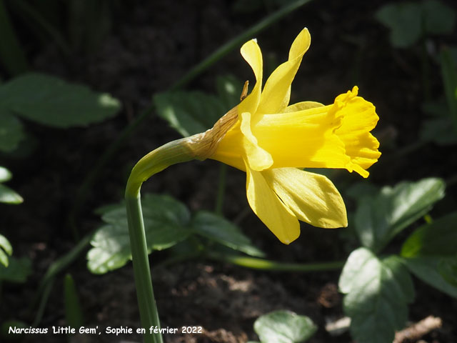 Narcissus 'Little Gem'