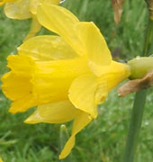 Narcissus 'Little Gem'