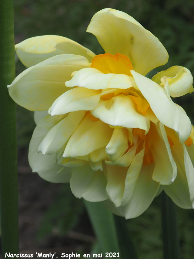 Narcissus 'Manly'