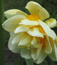 Narcissus 'Manly'