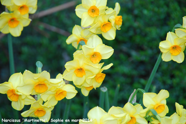 Narcissus 'Martinette'
