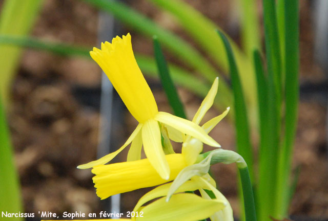 Narcissus 'Mite'