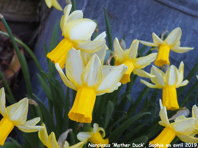 Narcissus 'Mother Duck'