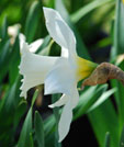 Narcissus 'Mount Hood'