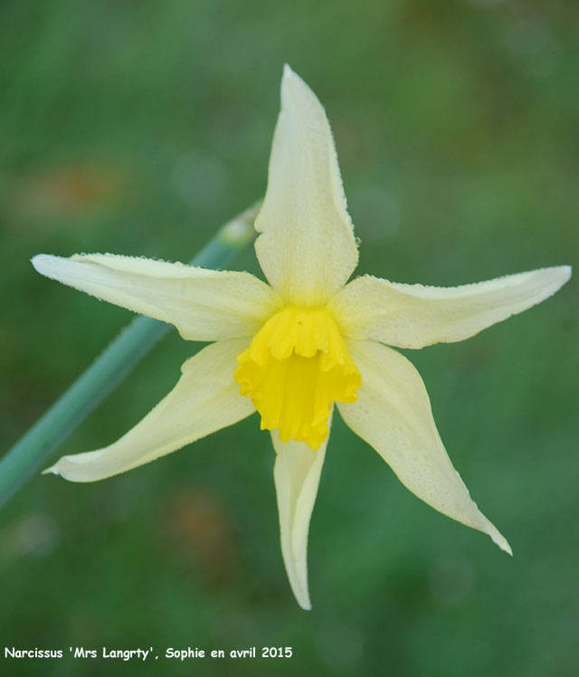 Narcissus 'Mrs. Langtry'