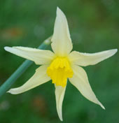 Narcissus 'Mrs. Langtry'