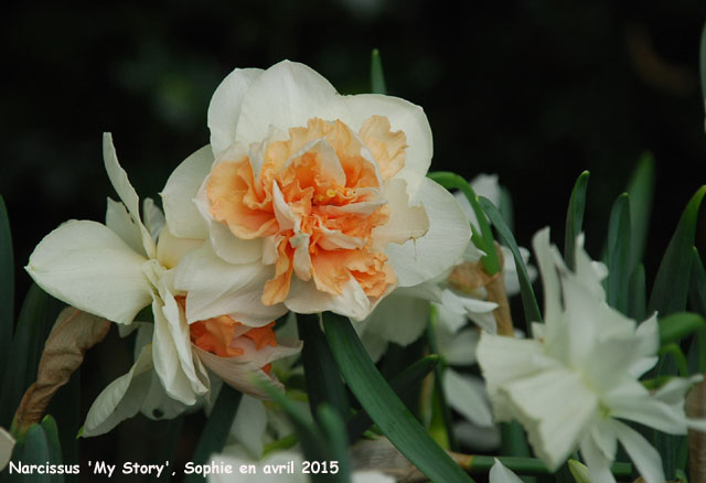 Narcissus 'My Story'