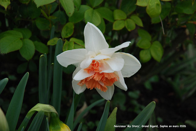 Narcissus 'My Story'