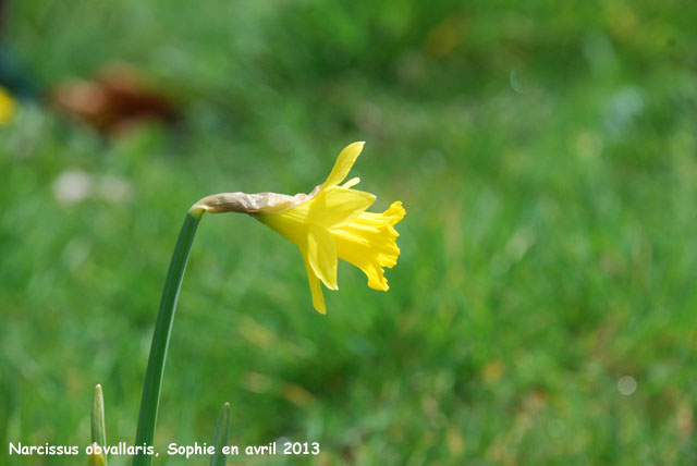 Narcissus obvallaris