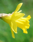 Narcissus obvallaris