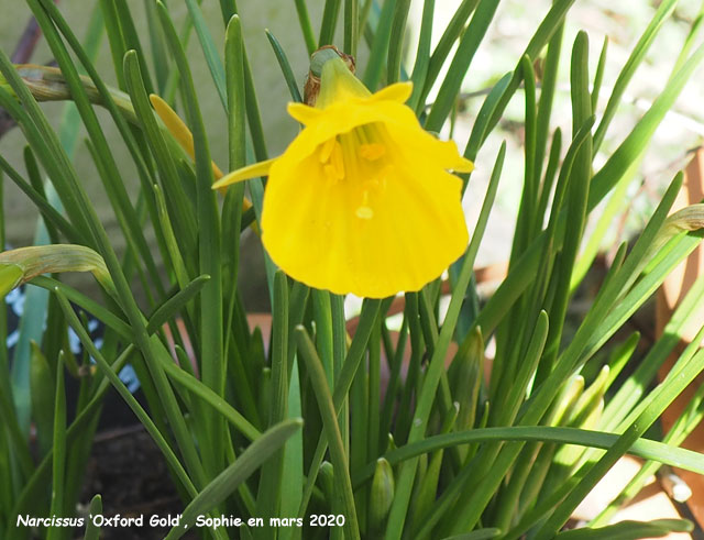 Narcissus 'Oxford Gold'