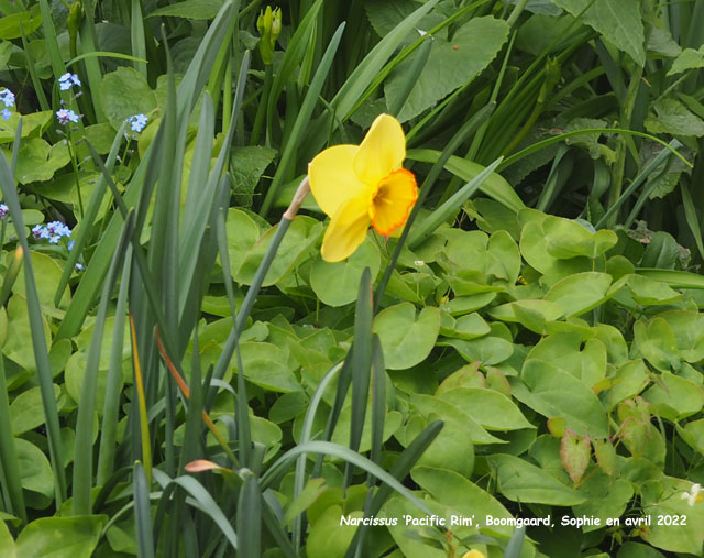 Narcissus 'Pacific Rim'