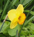 Narcissus 'Pacific Rim'