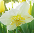 Narcissus 'Papillon Blanc'