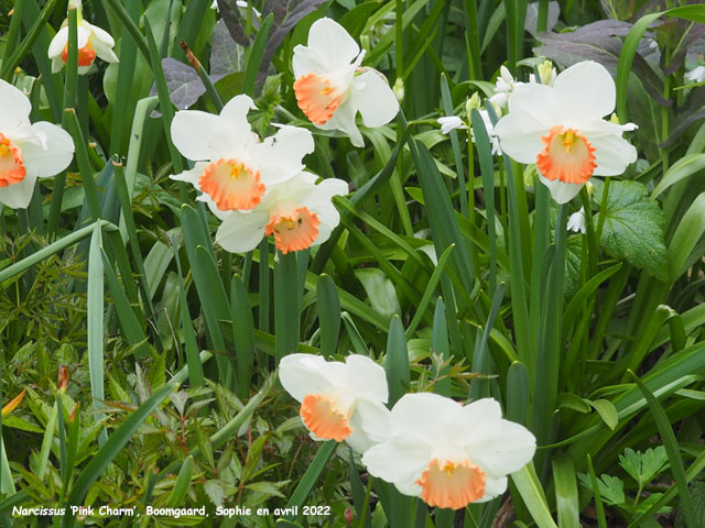 Narcissus 'Pink Charm'