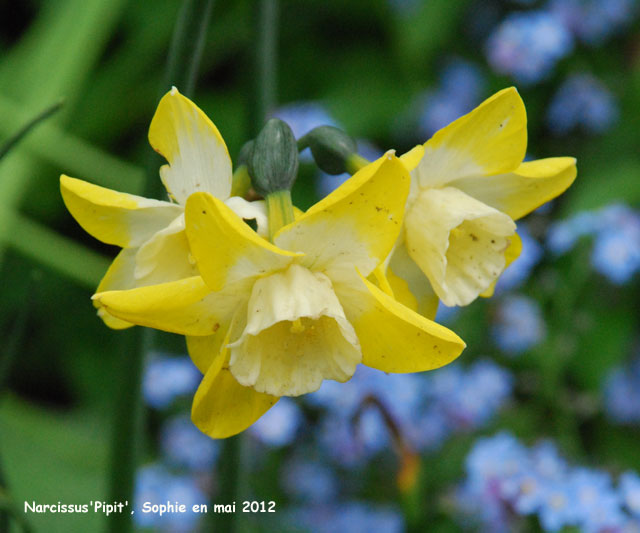 Narcissus 'Pipit'