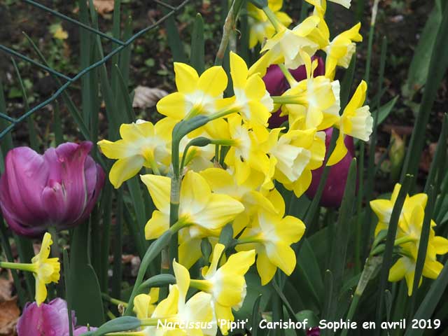 Narcissus 'Pipit'