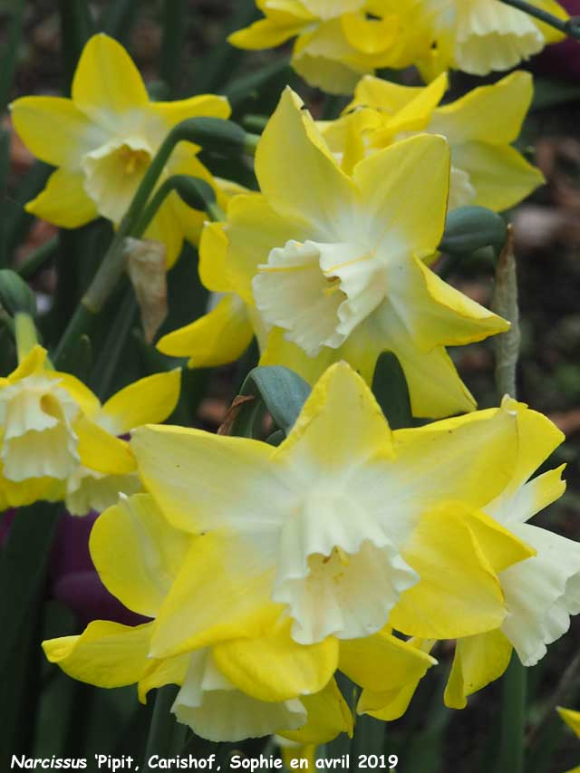 Narcissus 'Pipit'