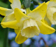 Narcissus 'Pipit'