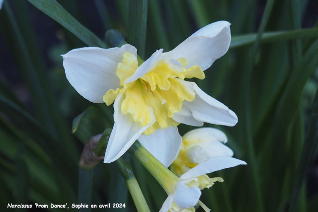 Narcissus 'Prom Dance'