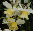 Narcissus 'Rapture'
