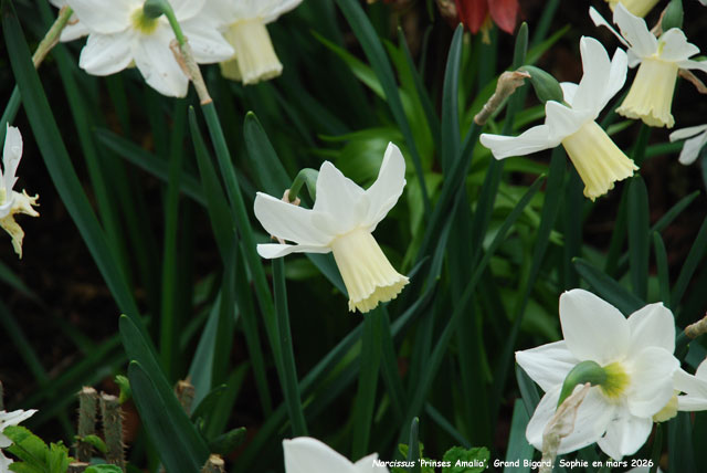 Narcissus 'Prinses Amalia'