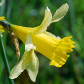 Narcissus pseudonarcissus