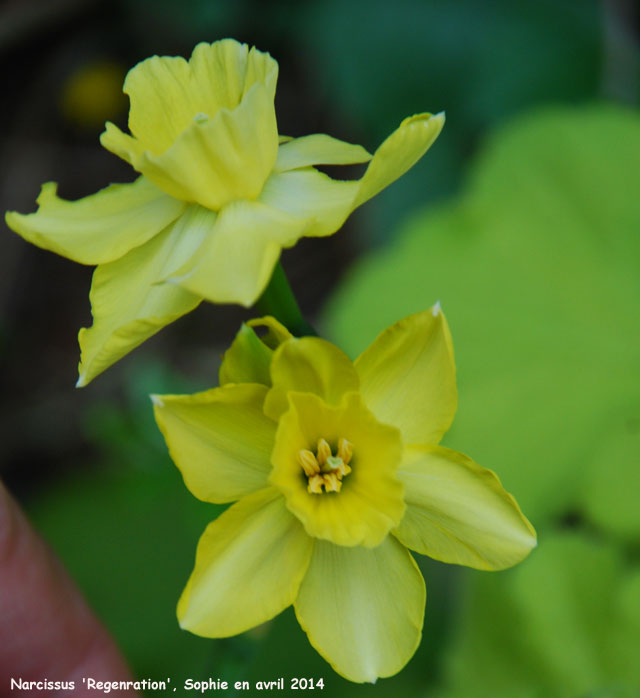 Narcissus 'Regeneration'