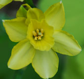 Narcissus 'Régénaration'