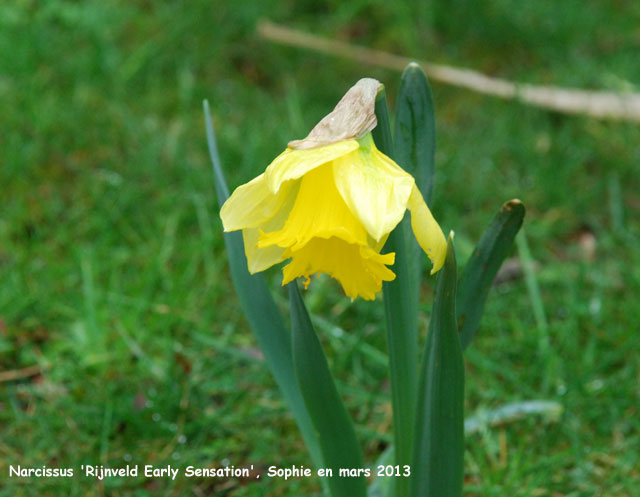 Narcissus 'Rijnveld Early Sensation'