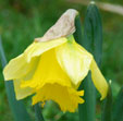 Narcissus 'Rijnveld Early Sensation'
