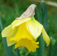 Narcissus 'Rijnveld Early Sensation'