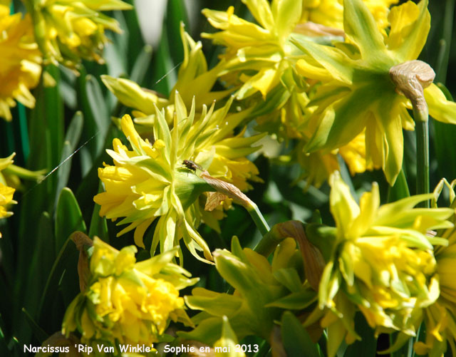 Narcissus 'Rip Van Winkle'