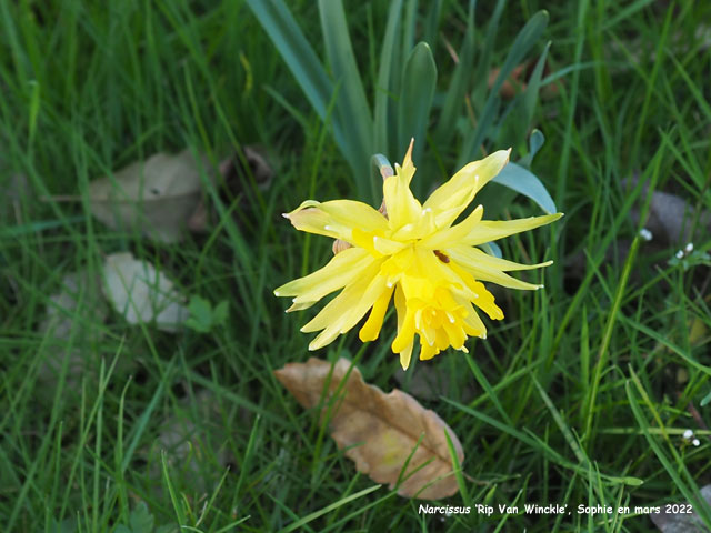 Narcissus 'Rip Van Winkle'