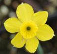 Narcissus rupivola subsp. rupicola