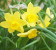 Narcissus 'Sabrosa'